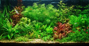 141.                      72 liter