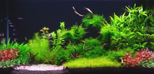 156.         Angel Forest