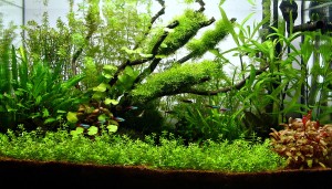 163.   Akvárium: 60*30*36 (64L)