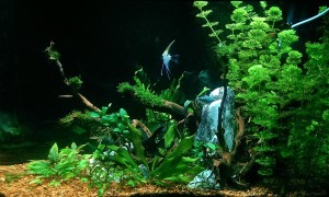 164 .  160  literes akvárium