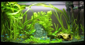 173.   Akvárium méret: 60x30x35    63l