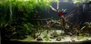 178.  Akvàrium mérete:82 liter