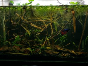 195. Akvàrium mérete:82 liter