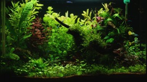 200. 72 literes low tech akvárium