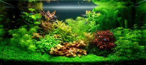 144.      II. helyezett    Akvárium méret 85x33x45 126 liter