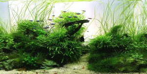 170 .        I. helyezett          Kangaroo creek