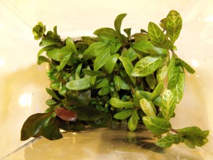 197.   méret 5*6*20