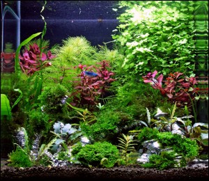 187. III. helyezett  Kovács László