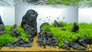 05. II. helyezett  Danicska Tamás János