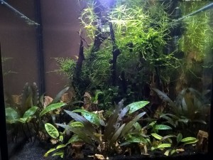 003     Akvárium neve:Low-tech