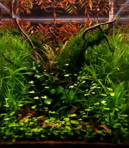 013. Akvárium: 30 liter 30x30x35