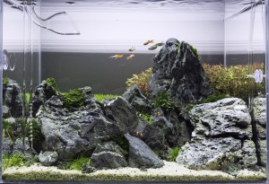 078.  Akvárium neve: Mountain