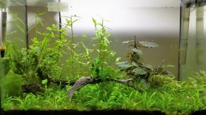 081.  27 l-es garnélás akvárium