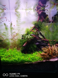 096. kvárium méret: 30x30x35, 30 liter.