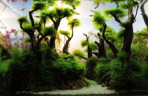 0105.    Ádám Attila II. helyezett