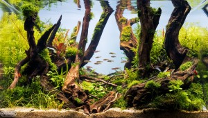 040. Németh Patrick I. helyezett