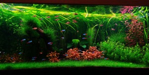 022. Akvárium neve: Awakening nature