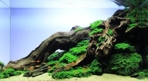 029. Akvárium méretei 60x30x36