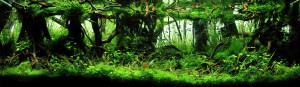 039. Save The Forests    120x45x45