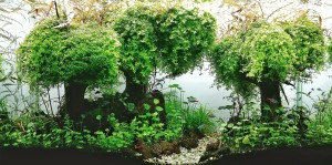 051.  Az akvárium neve: Lővér