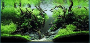 077. Akvárium neve: Silence of the Forest