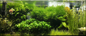 085. 126 literes akvárium