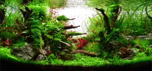 095. Akvárium neve: "A new beginning..."