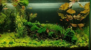 0116. Akvárium  neve CUBE