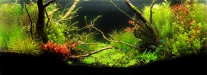 0124. Akvárium neve : Silent Valley