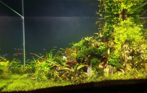 0125. 175 literes akvárium