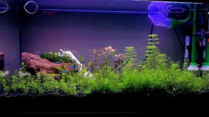 038 . Első akvariumom. 54l