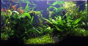 049. Akvárium mérete: 60x30x35, 63l