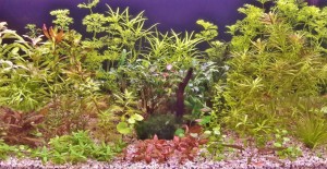 069.  Akvárium méret 54 liter