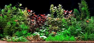 072 . Az akvárium brutto 96 liter