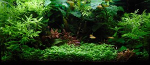 082 . Akvárium mérete: 60l (60x30x30)