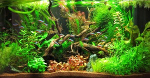 084 . Juwel Rio 125l