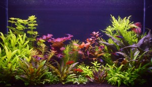 090 . Akvárium: 111 liter (75x33x45).