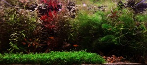 0109. Akvárium mérete  60*30*30