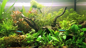 0118 128 literes az aqvárium