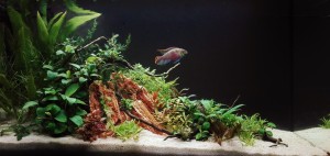 098.  Neve: Ölelés