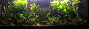004    Anubias Wood