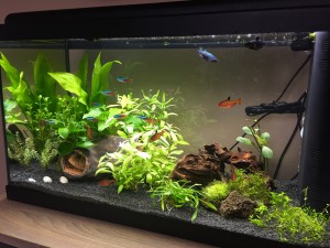 036 . Akvárium : 60x30x30cm 54liter