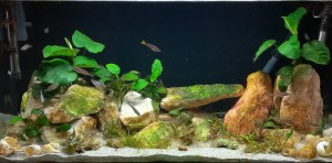 080 .  112l-es Tanganyikai sügeres akvárium