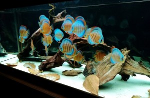 010.  Bálint György III. helyezett