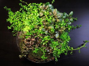 023. " Virág lányom névnapjára "