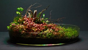 0107.   Szabó Krisztián I.helyezett