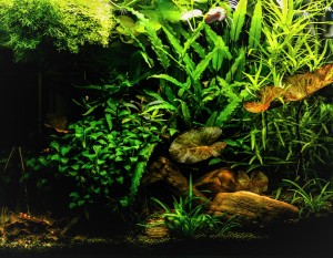 30  - Növényes , garnélás 