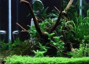 87  --   Garnélás akva 