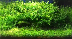 122  --  green color 