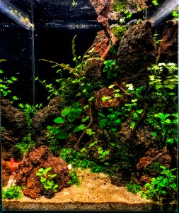 III. Helyezett  D. Pethe István  -- Az élet utat tör